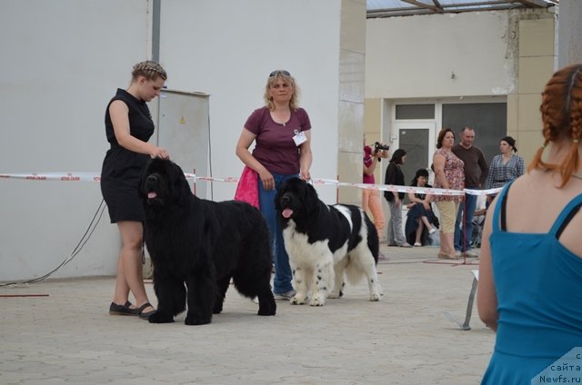 Фото: ньюфаундленд Вом Ватерфалл Лэнд Ай Тодор (Vom Waterfall Land Ay Todor), ньюфаундленд Черный Шарм Ванкувер, Александра Будченко
