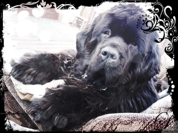 Фото: Дарья Хижняк, ньюфаундленд Питерньюф Монте Кристо (Piternyuf Monte Kristo)