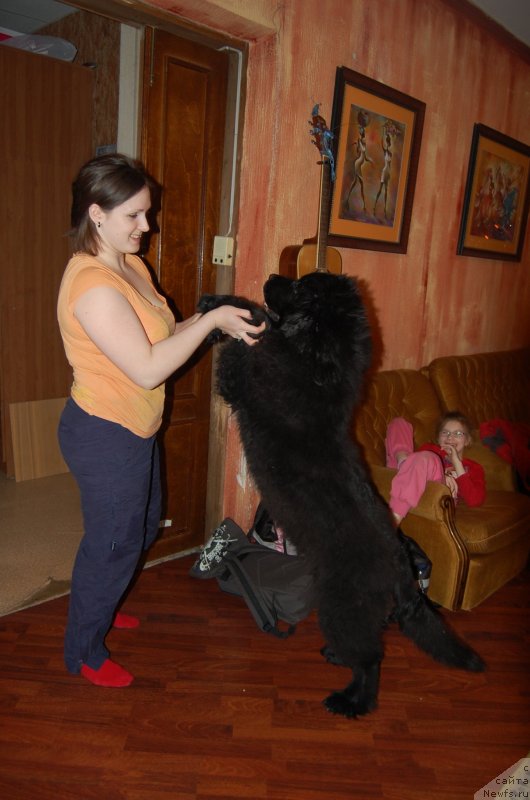 Фото: ньюфаундленд Ньюфорт Хай Борн