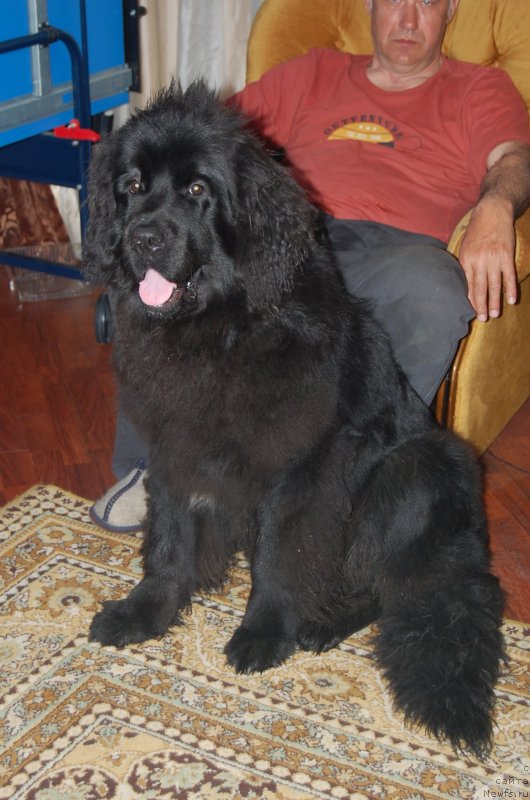 Фото: ньюфаундленд Ньюфорт Хай Борн