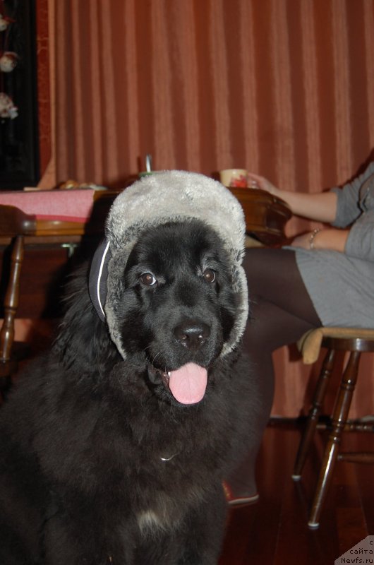 Фото: ньюфаундленд Ньюфорт Хай Борн