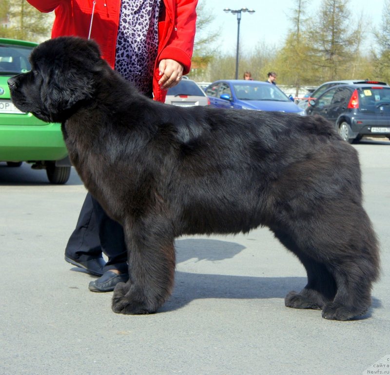 Фото: ньюфаундленд Смигар Галакси Шелл Вин (Smigar Galaxsy Shall Win)