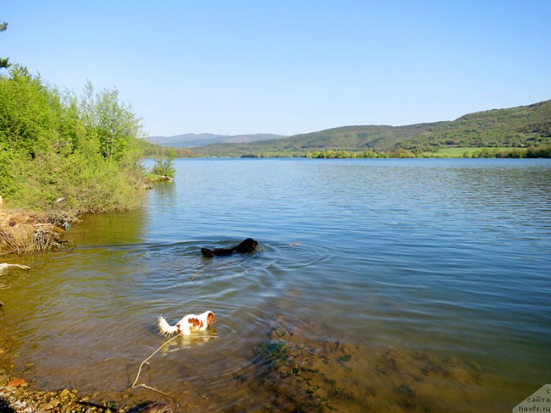Фото: ньюфаундленд Потап Фидель