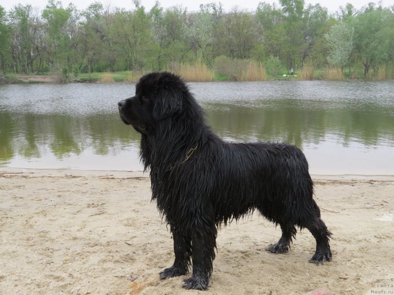 Фото: ньюфаундленд Счастливый Случай Кара Дениз (Schastlivyj Sluchay Kara Deniz)