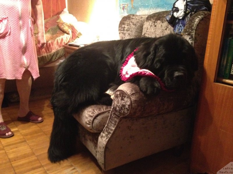 Фото: ньюфаундленд Рестайлинг Фром Шипмэн