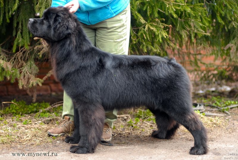 Фото: ньюфаундленд Сент Джонс Бекоз Ай Лове Ю