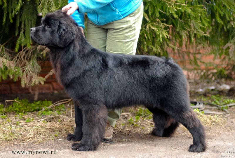 Фото: ньюфаундленд Сент Джонс Бекоз Ай Лове Ю