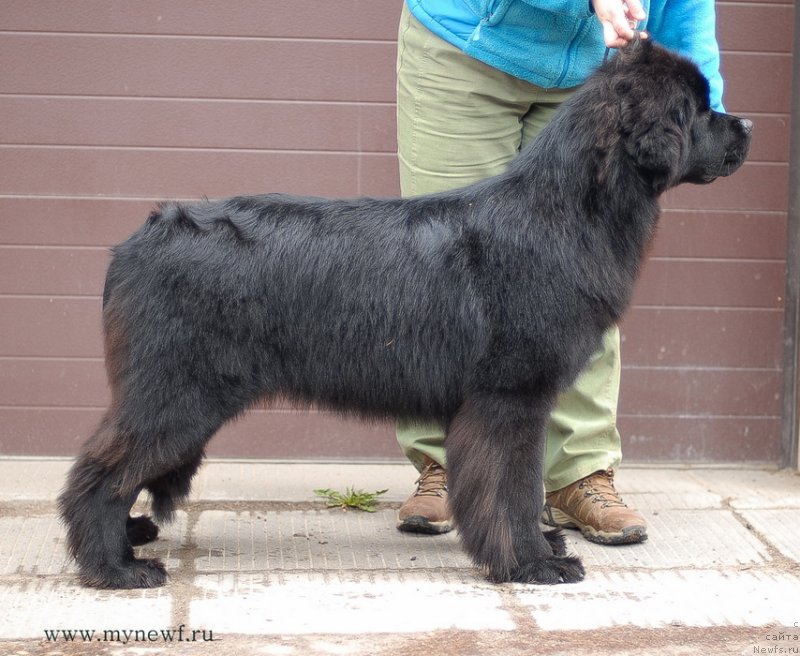 Фото: ньюфаундленд Сент Джонс Бекоз Ай Лове Ю