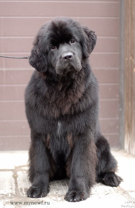 Фото: ньюфаундленд Сент Джонс Бекоз Ай Лове Ю