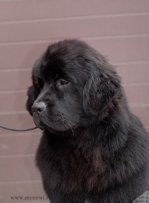 Фото: ньюфаундленд Сент Джонс Бекоз Ай Лове Ю