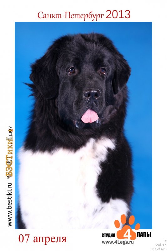 Фото: ньюфаундленд Плюшевая Панда Феличита (Plushevaya Panda Felicita)