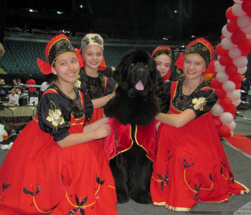 Фото: ньюфаундленд Смигар Галакси Шелл Вин (Smigar Galaxsy Shall Win)