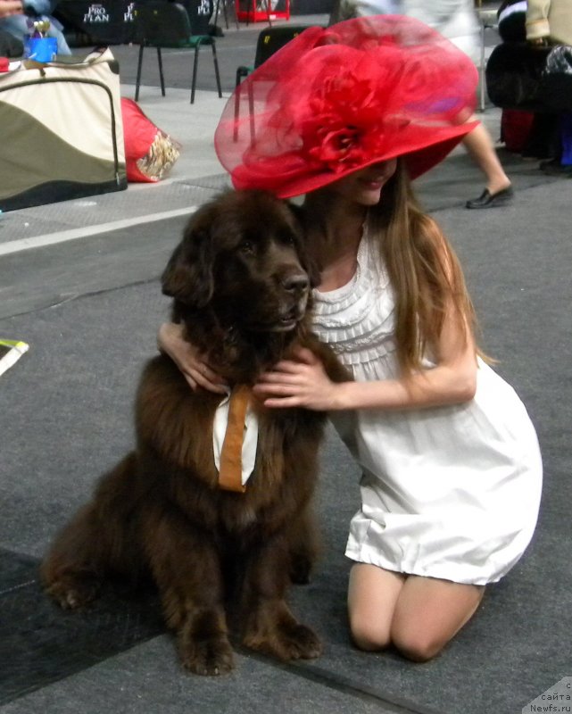 Фото: ньюфаундленд Фанньюф Глория Дей