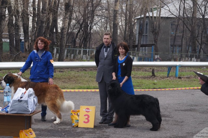 Фото: ньюфаундленд Май Фульджидо Стелла (My Fulgido Stella), Людмила Кудрявцева