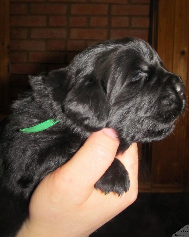 Фото: Доча, ньюфаундленд Валькирия Сигрюн, родители, ньюфаундленд Их Высочество Владлена Маджикс, ньюфаундленд С'Нежная Вьюга Армандо Паруссо (S'Nezhnaya Vjuga Armando Parusso)