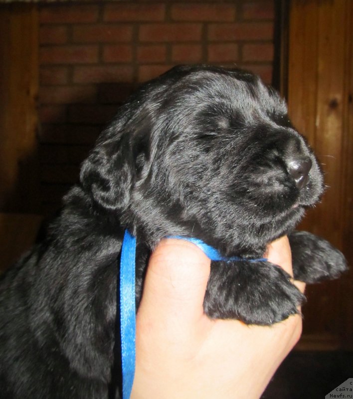 Фото: Сыночек, ньюфаундленд Винсент Друкки Интригант, родители, ньюфаундленд Их Высочество Владлена Маджикс, ньюфаундленд С'Нежная Вьюга Армандо Паруссо (S'Nezhnaya Vjuga Armando Parusso)