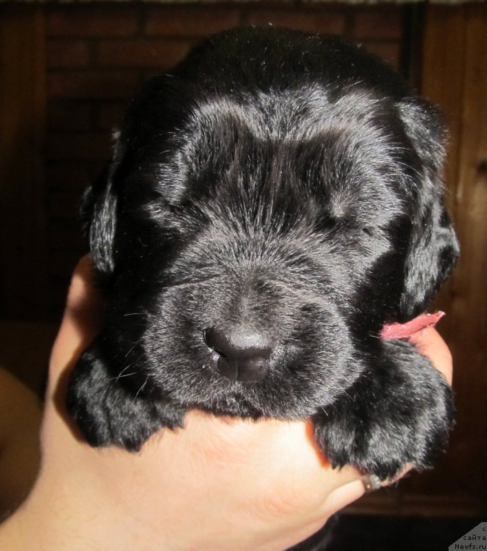 Фото: Доча, ньюфаундленд Вавилония Бест, родители, ньюфаундленд Их Высочество Владлена Маджикс, ньюфаундленд С'Нежная Вьюга Армандо Паруссо (S'Nezhnaya Vjuga Armando Parusso)