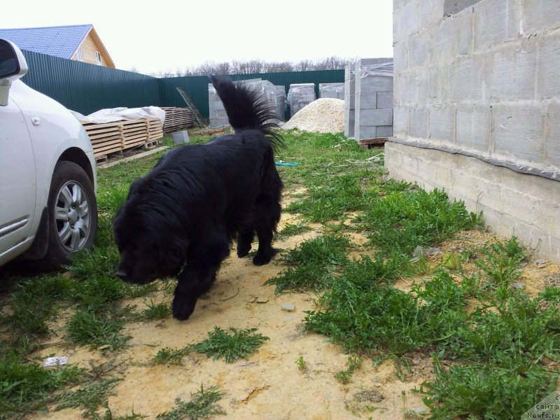 Фото: ньюфаундленд Красс