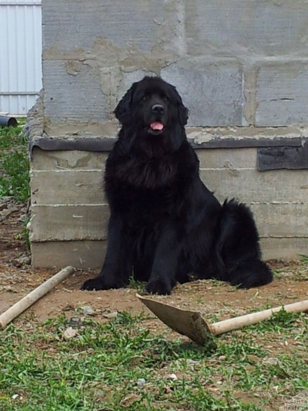 Фото: ньюфаундленд Красс