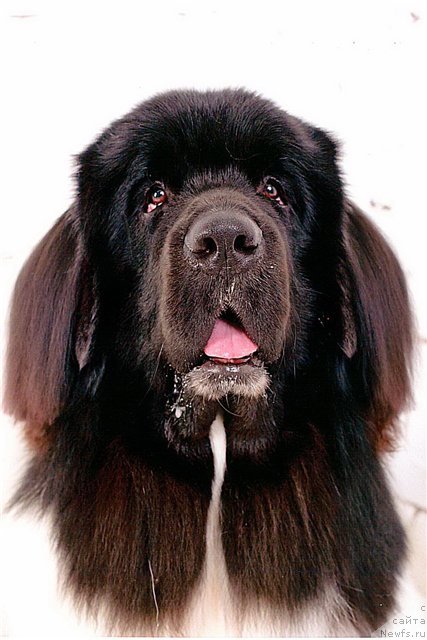 Фото: ньюфаундленд Черный Шарм Веллингтон