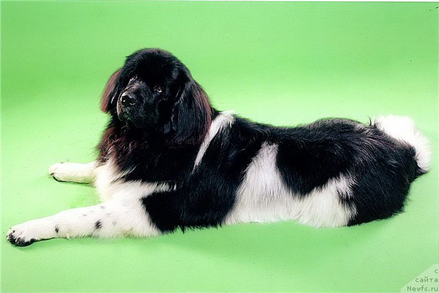 Фото: ньюфаундленд Черный Шарм Веллингтон