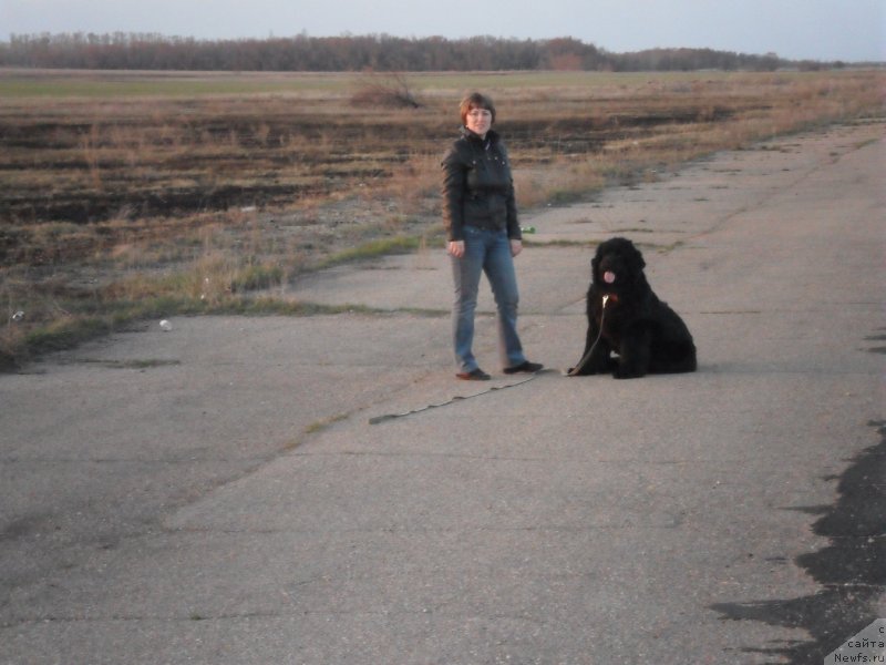 Фото: ньюфаундленд Юрмала от Сибирского Медведя