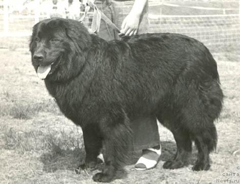 Фото: ньюфаундленд Би Джерри Ядр