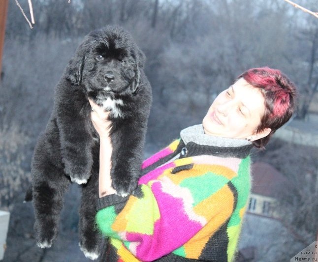 Фото: ньюфаундленд Акватория Келвин Щ'арми Соллей