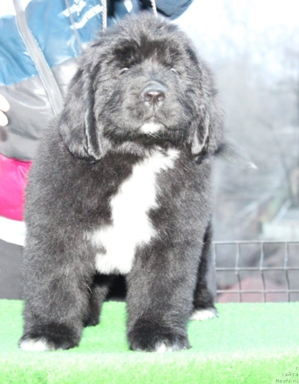 Фото: ньюфаундленд Акватория Келвин Щ'арми Соллей