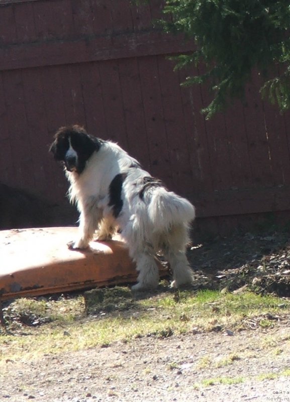 Фото: ньюфаундленд Kirieleison Angel of Takeitslowly