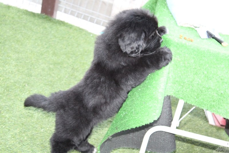 Фото: ньюфаундленд Акватория Келвин Щёголь (Aquatoriya Kelvin Schegol)