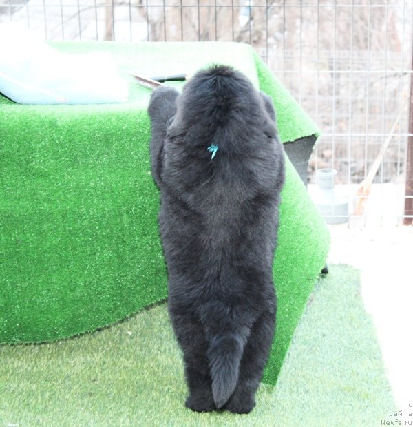 Фото: ньюфаундленд Акватория Келвин Щёголь (Aquatoriya Kelvin Schegol)