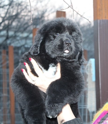 Фото: ньюфаундленд Акватория Келвин Щёголь (Aquatoriya Kelvin Schegol)