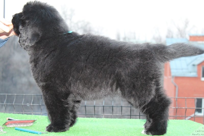 Фото: ньюфаундленд Акватория Келвин Щёголь (Aquatoriya Kelvin Schegol)