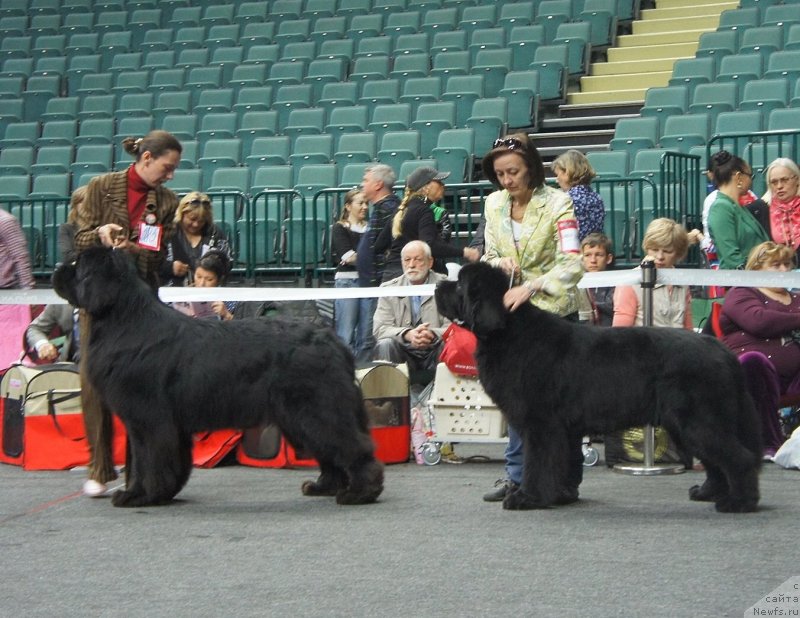 Фото: № 385, ньюфаундленд Акватория Келвин Килиманджаро (Aquatoriya Kelvin Kilimandzharo), Отл -1 ЛК, ЛПП, СACIB!!!
№386, ньюфаундленд Бегущая по Волнам Сун ин Му Ханд (Beguschaya po Volnam Sun in My Hand), Отл -3