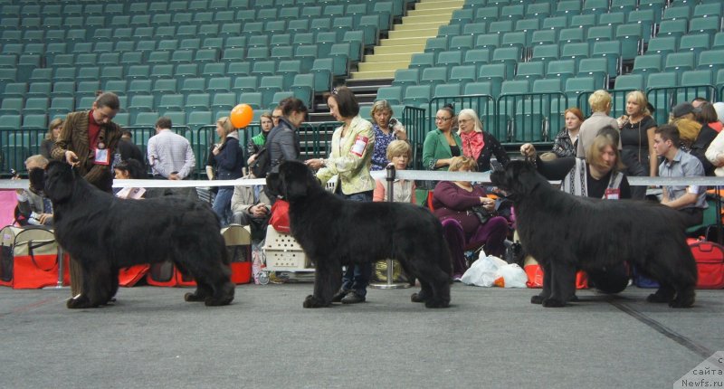 Фото: Кобели Чемпионы 

№ 385, ньюфаундленд Акватория Келвин Килиманджаро (Aquatoriya Kelvin Kilimandzharo), Отл -1 ЛК, ЛПП, СACIB!!!
№386, ньюфаундленд Бегущая по Волнам Сун ин Му Ханд (Beguschaya po Volnam Sun in My Hand), Отл -3 
№387, ньюфаундленд Матвей с Берега Дона (Matvey s Berega Dona), Отл -2