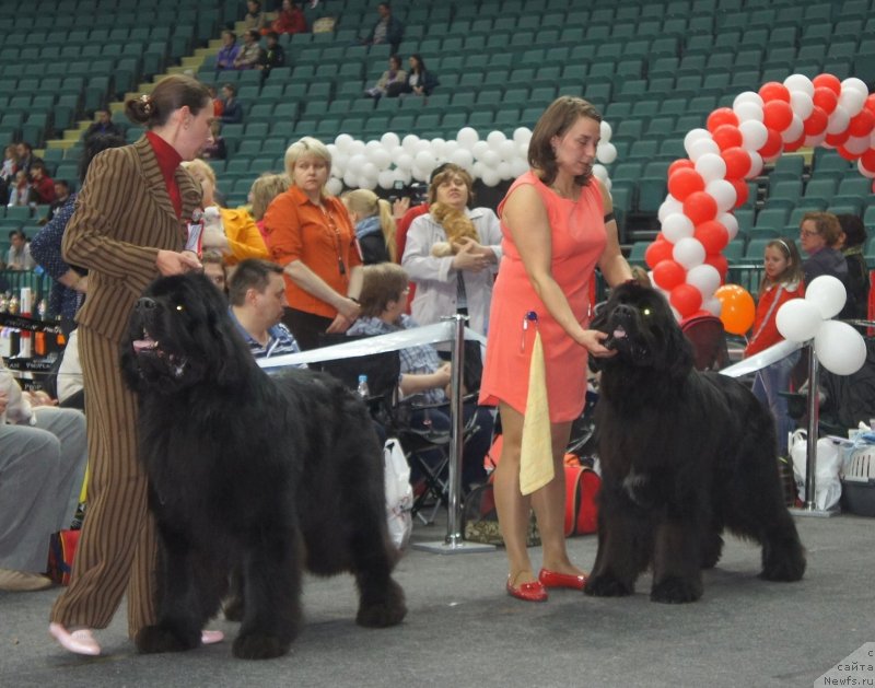 Фото: ньюфаундленд Акватория Келвин Килиманджаро (Aquatoriya Kelvin Kilimandzharo), ньюфаундленд Питерньюф Монте Кристо (Piternyuf Monte Kristo)