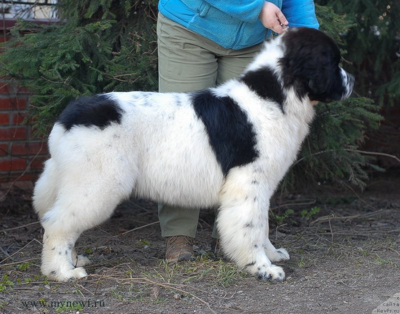 Фото: ньюфаундленд Сент Джонс Ванилла Айс (Sent Djons Vanilla Ice)