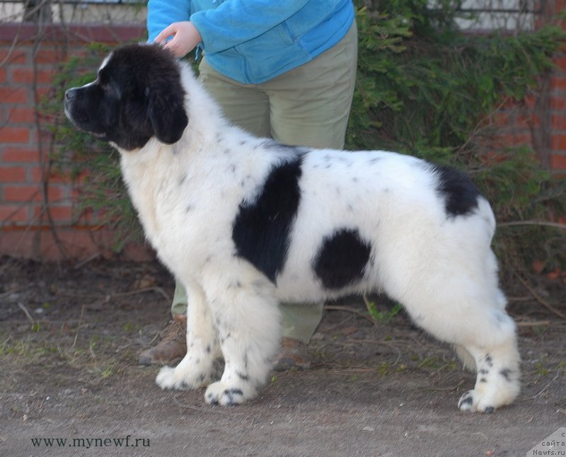 Фото: ньюфаундленд Сент Джонс Ванилла Айс (Sent Djons Vanilla Ice)