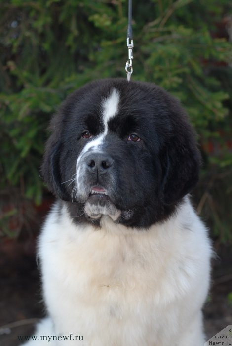 Фото: ньюфаундленд Сент Джонс Ванилла Айс (Sent Djons Vanilla Ice)