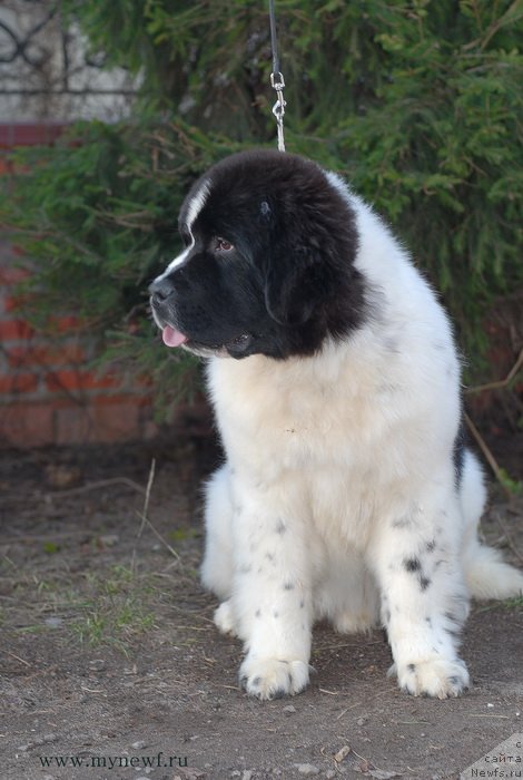 Фото: ньюфаундленд Сент Джонс Ванилла Айс (Sent Djons Vanilla Ice)