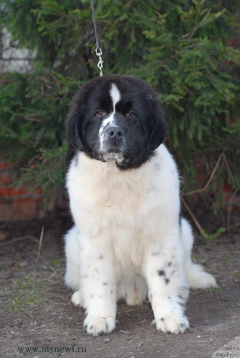 Фото: ньюфаундленд Сент Джонс Ванилла Айс (Sent Djons Vanilla Ice)