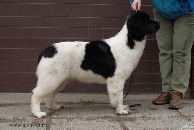 Фото: ньюфаундленд Сент Джонс Верона (Sent Djons Verona)