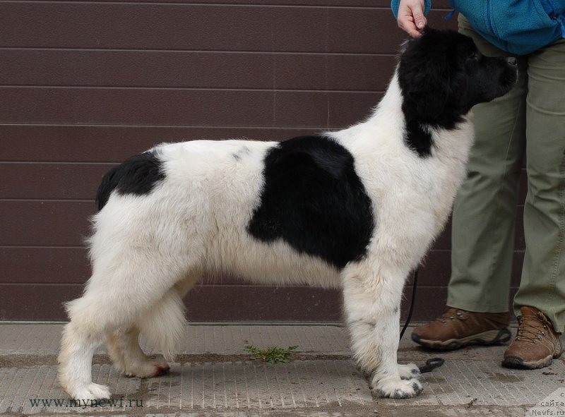 Фото: ньюфаундленд Сент Джонс Верона (Sent Djons Verona)