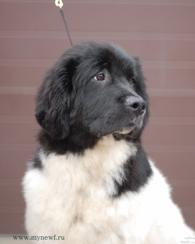 Фото: ньюфаундленд Сент Джонс Верона (Sent Djons Verona)