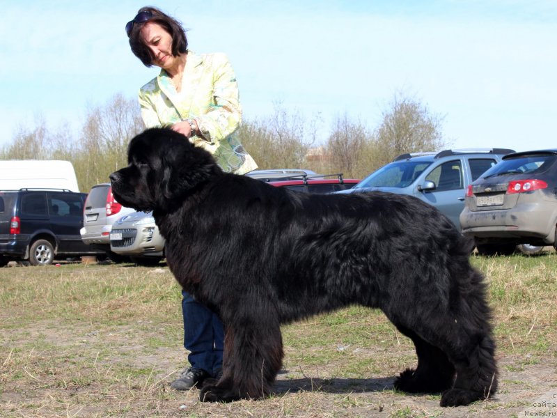 Фото: ньюфаундленд Питерньюф Монте Кристо (Piternyuf Monte Kristo)