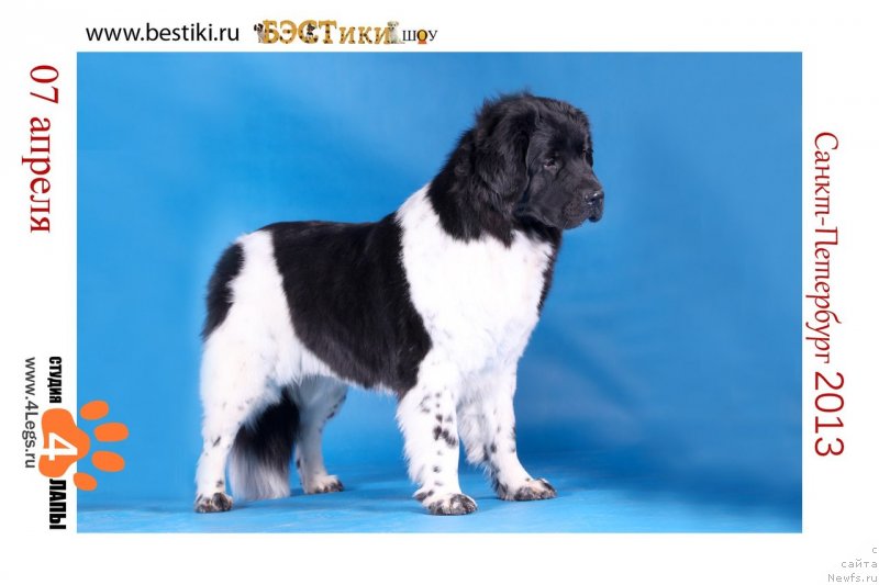 Фото: ньюфаундленд Плюшевая Панда Феличита (Plushevaya Panda Felicita)