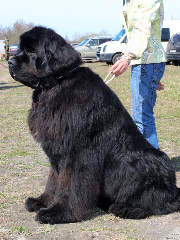Фото: ньюфаундленд Питерньюф Монте Кристо (Piternyuf Monte Kristo)