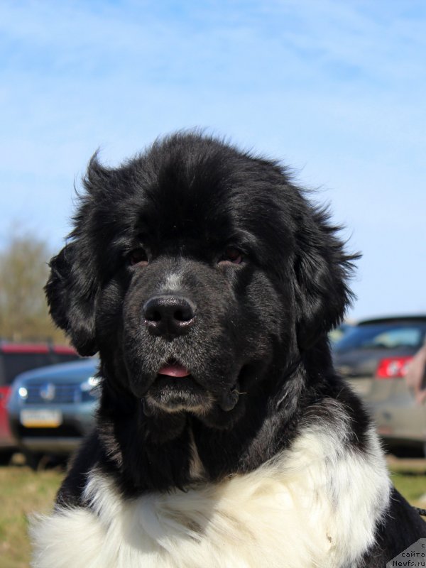 Фото: ньюфаундленд Питерньюф И Дид Ит Агаин (Piternyuf I Did It Again)