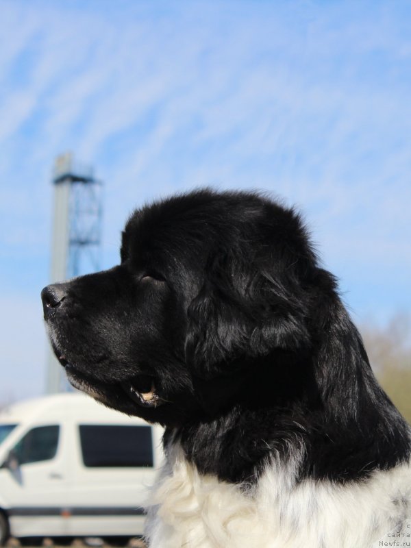 Фото: ньюфаундленд Питерньюф И Дид Ит Агаин (Piternyuf I Did It Again)